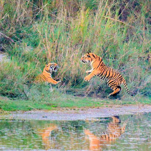 Royal Bengal Tiger in Banke National Park - South Western Nepal