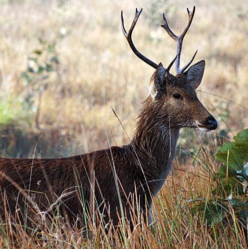 Shuklaphanta National Park Tour with Apex Asia Holidays - South Western Nepal