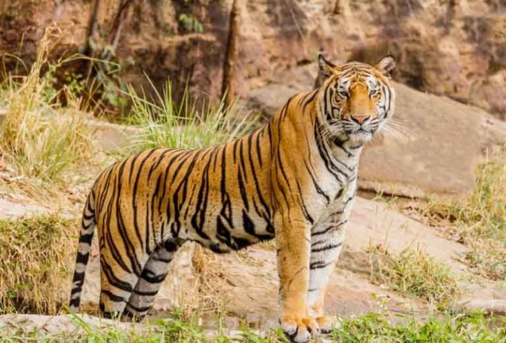 Royal Bengal Tiger in Nepal